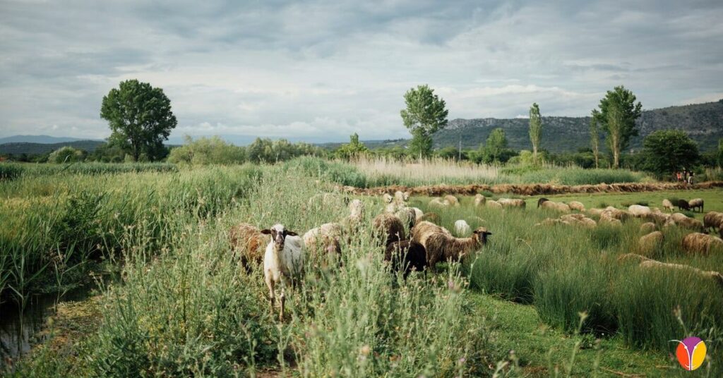 Compromiso con la ganaderia ecologica