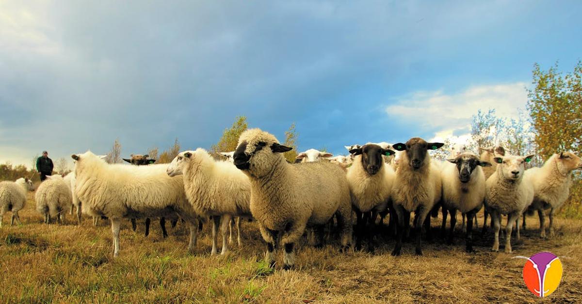 El futuro del sector ovino en España