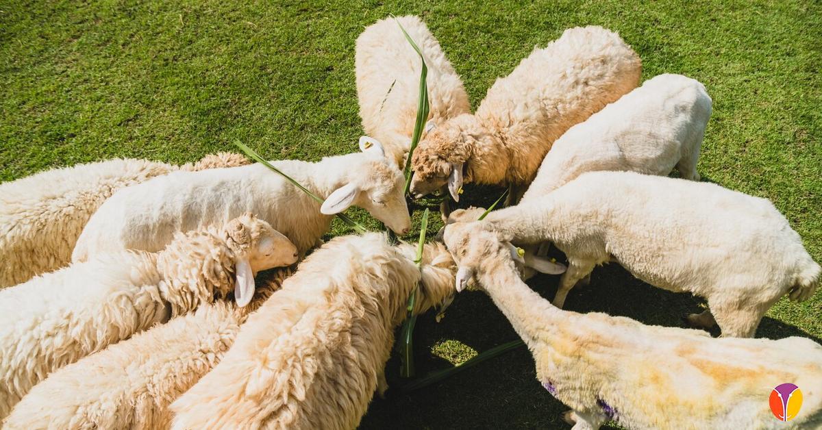 Ganaderia ovina certificada