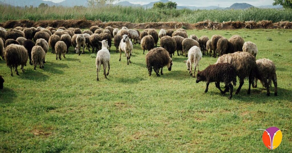 Impacto ambiental de la ganadería ovina