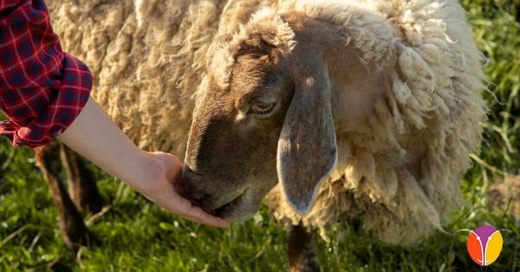 Las razas de ovejas más productivas en leche